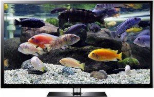 Cichlid Aquarium