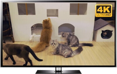 Cat Cafe