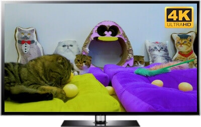 Relaxed Cats